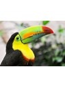 Stickers Autocollants ordinateur portable PC DÃ©co Oiseau Toucan rÃ©f 079