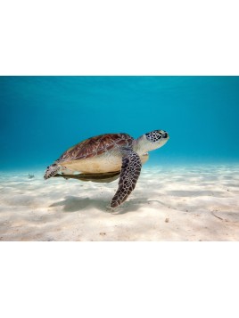 Stickers Autocollants ordinateur portable PC Déco Tortue de mer réf 080