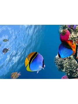 Stickers Autocollants ordinateur portable PC Déco Poissons de mer réf 082